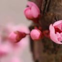 為明壁紙，上新啦！