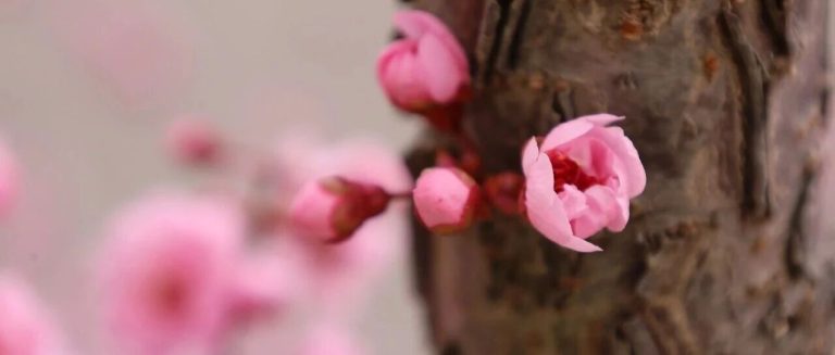 為明壁紙，上新啦！